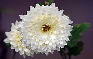 Chrysanthemum garden - plant flower