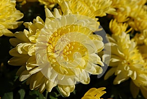 Chrysanthemum garden - plant flower