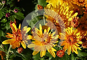 Chrysanthemum garden - plant flower