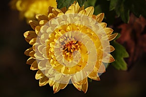 Chrysanthemum garden - plant flower