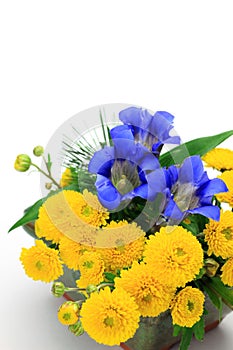 Chrysanthemum and gentian