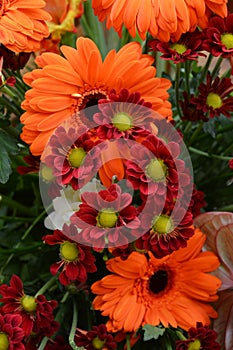 Chrysanthemum and gerbera flowers.