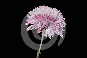 Chrysanthemum grandiflorum Ramat.