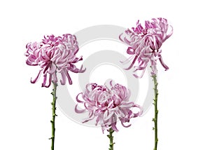 Chrysanthemum grandiflorum Vienna pink isolated on white background.