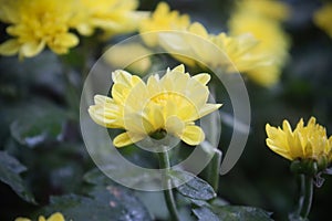 Chrysanthemum grandiflorum yellow flower with fresh green leaves