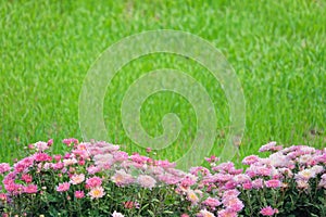 Chrysanthemum and grassland