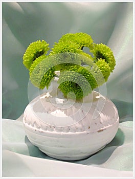 Chrysanthemum