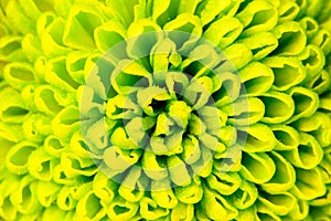 Chrysanthemum green flower closeup, abstract background