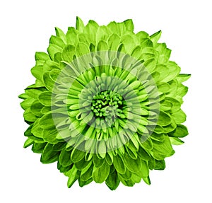 Chrysanthemum green. Flower on isolated white background with clipping path without shadows. Close-up. For design.