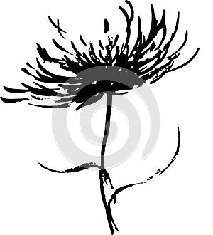 Chrysanthemum hand drawn black paint vector set. Ink drawing flowers and leaves.