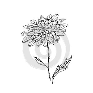 Chrysanthemum. Hand-drawn chrysanthemum flower. Monochrome black and white sketch. Isolated vector illustration on a