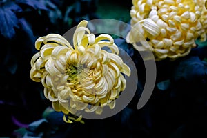 Chrysanthemum