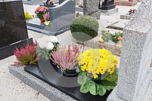 Chrysanthemum and heather plants on tombstones