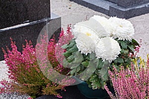 Chrysanthemum and heather plants on tombstones