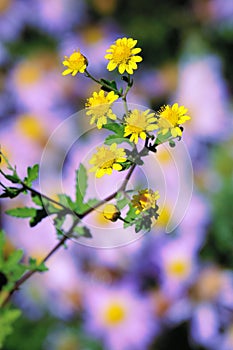 Chrysanthemum indicum