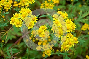 Chrysanthemum indicum