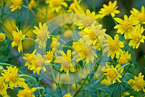 Chrysanthemum indicum