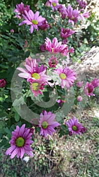 Chrysanthemum indicum. Autumn flower