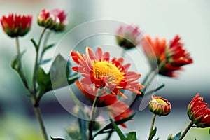 Chrysanthemum indicum. Chrysanthemum outdoor flowers bouquet.