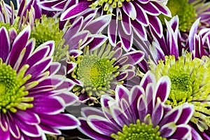 Chrysanthemum indicum with purple and white flower