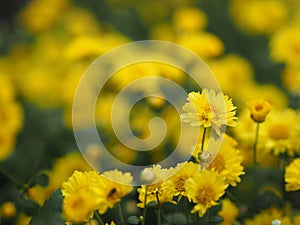 Chrysanthemum indicum Scientific name Dendranthema morifolium, Flavonoids,Closeup pollen of bush yellow flower blooming in garden