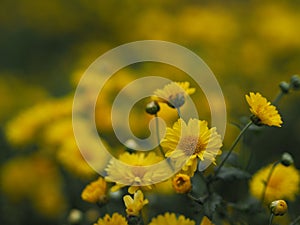 Chrysanthemum indicum Scientific name Dendranthema morifolium, Flavonoids,Closeup pollen of bush yellow flower blooming in garden