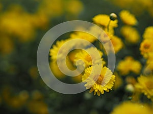 Chrysanthemum indicum Scientific name Dendranthema morifolium, Flavonoids,Closeup pollen of bush yellow flower blooming in garden