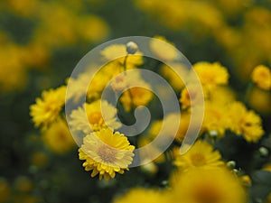 Chrysanthemum indicum Scientific name Dendranthema morifolium, Flavonoids,Closeup pollen of bush yellow flower blooming in garden