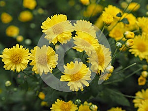 Chrysanthemum indicum Scientific name Dendranthema morifolium, Flavonoids,Closeup pollen of bush yellow flower blooming in garden