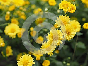 Chrysanthemum indicum Scientific name Dendranthema morifolium, Flavonoids,Closeup pollen of bush yellow flower blooming in garden