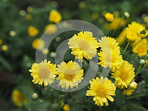 Chrysanthemum indicum Scientific name Dendranthema morifolium, Flavonoids,Closeup pollen of bush yellow flower blooming in garden