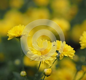 Chrysanthemum indicum Scientific name Dendranthema morifolium, Flavonoids,Closeup pollen of bush yellow flower blooming in garden
