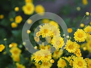 Chrysanthemum indicum Scientific name Dendranthema morifolium, Flavonoids,Closeup pollen of bush yellow flower blooming in garden