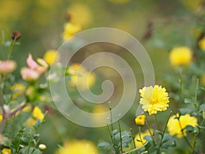 Chrysanthemum indicum Scientific name Dendranthema morifolium, Flavonoids,Closeup pollen of yellow flower blooming in garden on