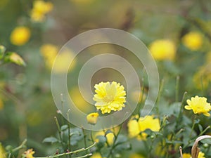 Chrysanthemum indicum Scientific name Dendranthema morifolium, Flavonoids,Closeup pollen of yellow flower blooming in garden on