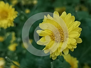 Chrysanthemum indicum Scientific name Dendranthema morifolium, Flavonoids,Closeup pollen of yellow flower blooming in garden on