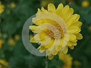 Chrysanthemum indicum Scientific name Dendranthema morifolium, Flavonoids,Closeup pollen of yellow flower blooming in garden on