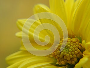 Chrysanthemum indicum Scientific name Dendranthema morifolium,  Flavonoids,Closeup pollen of  yellow flower, macro photo