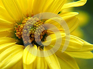 Chrysanthemum indicum Scientific name Dendranthema morifolium,  Flavonoids,Closeup pollen of  yellow flower, macro photo