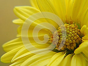 Chrysanthemum indicum Scientific name Dendranthema morifolium,  Flavonoids,Closeup pollen of  yellow flower, macro photo photo