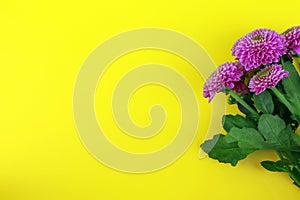 Chrysanthemum isolated on a yellow background. Bouquet of Chrysanthemum flowers. House flowers and plant. Bloom flowers photo