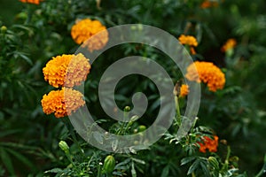 Chrysanthemum [ jamanthi ]flower field.