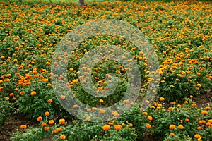 Chrysanthemum [ jamanthi ]flower field.