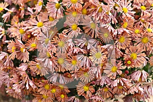 Chrysanthemum koreanum Funtime close up photo