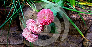 Chrysanthemum Lawn Flowers