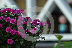 Chrysanthemum leaf dewdrop