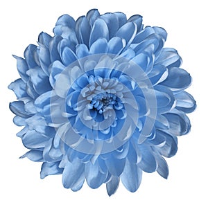 Chrysanthemum light blue. Flower on isolated white ba ckground with clipping path without shadows. Close-up. For design.