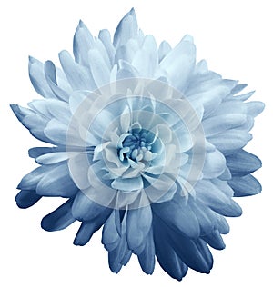 Chrysanthemum light blue. Flower on isolated white background with clipping path without shadows. Close-up. For design.