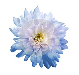 Chrysanthemum light blue-pink. Flower on isolated white background with clipping path without shadows. Close-up. For design.