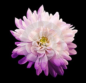 Chrysanthemum light pink. Flower on isolated black background with clipping path without shadows. Close-up. For design.
